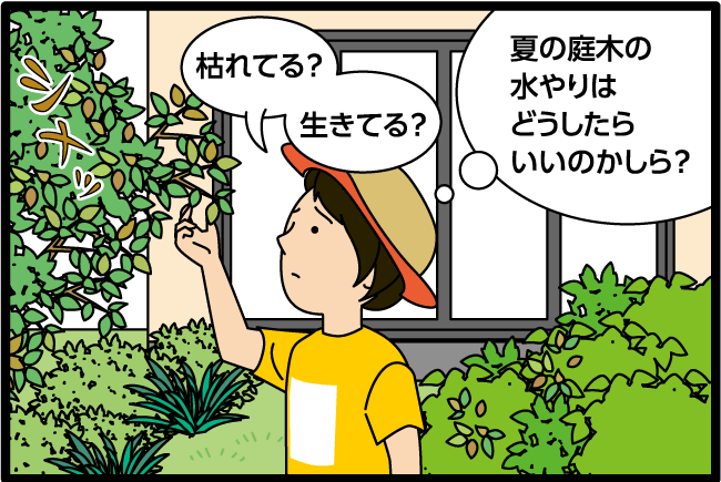 「枯れてる？生きてる？夏の庭木の水やりはどうしたらいいのかしら？」